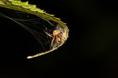 Neoscona adianta