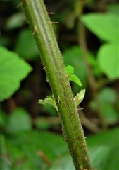 Rubus pallidus