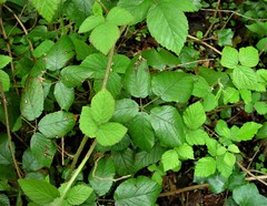 Rubus pallidus