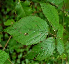Rubus pallidus