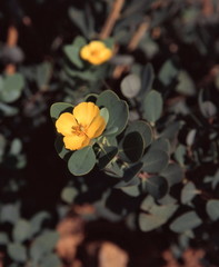 Dendromecon harfordii