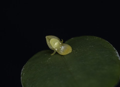 Pleurothallis tridentata