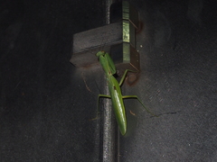 Hierodula patellifera