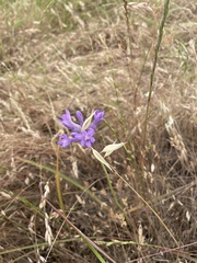 Dichelostemma multiflorum