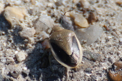 Chlorochroa osborni