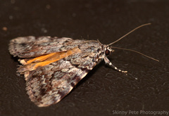 Catocala amica-lineella