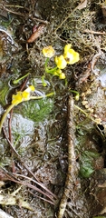 Utricularia inflata