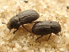 Melanimon tibiale