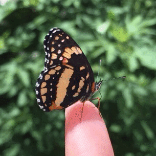 Bordered Patch, Texas, US, photo 7 of 10