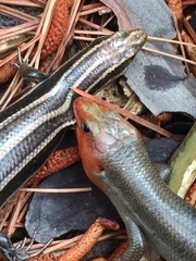 Plestiodon fasciatus