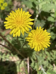 Taraxacum tortilobum