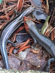 Plestiodon fasciatus