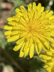 Taraxacum tortilobum
