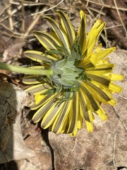 Taraxacum tortilobum