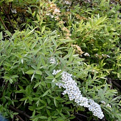 Spiraea nipponica