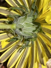 Taraxacum tortilobum