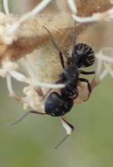 Camponotus niveosetosus