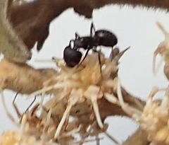 Camponotus niveosetosus