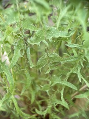 Taraxacum tortilobum