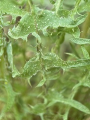 Taraxacum tortilobum