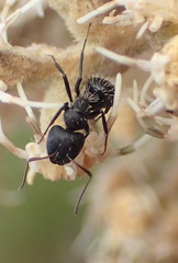 Camponotus niveosetosus