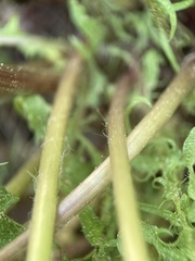 Taraxacum tortilobum