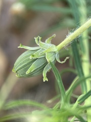 Taraxacum tortilobum