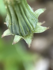 Taraxacum tortilobum