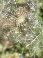 Taraxacum tortilobum