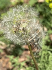 Taraxacum tortilobum