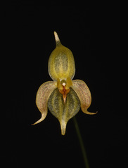 Pleurothallis cauda-phocae
