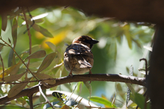 Passer domesticus