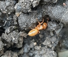 Lasius claviger