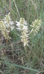 Astragalus racemosus