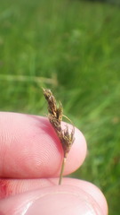 Carex colchica