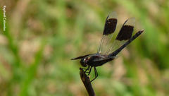 Erythrodiplax umbrata