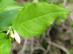 Styrax americanus