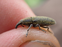 Lixus cardui