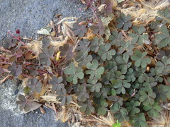 Oxalis corniculata repens