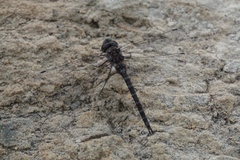 Gomphaeschna antilope