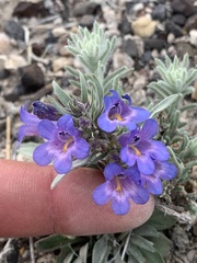 Penstemon dolius