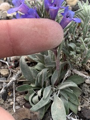Penstemon dolius