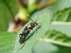Cantharis obscura