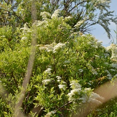 Spiraea nipponica