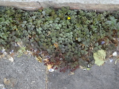 Oxalis corniculata repens