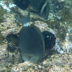 Acanthurus nigroris