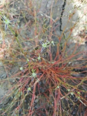 Juncus bufonius