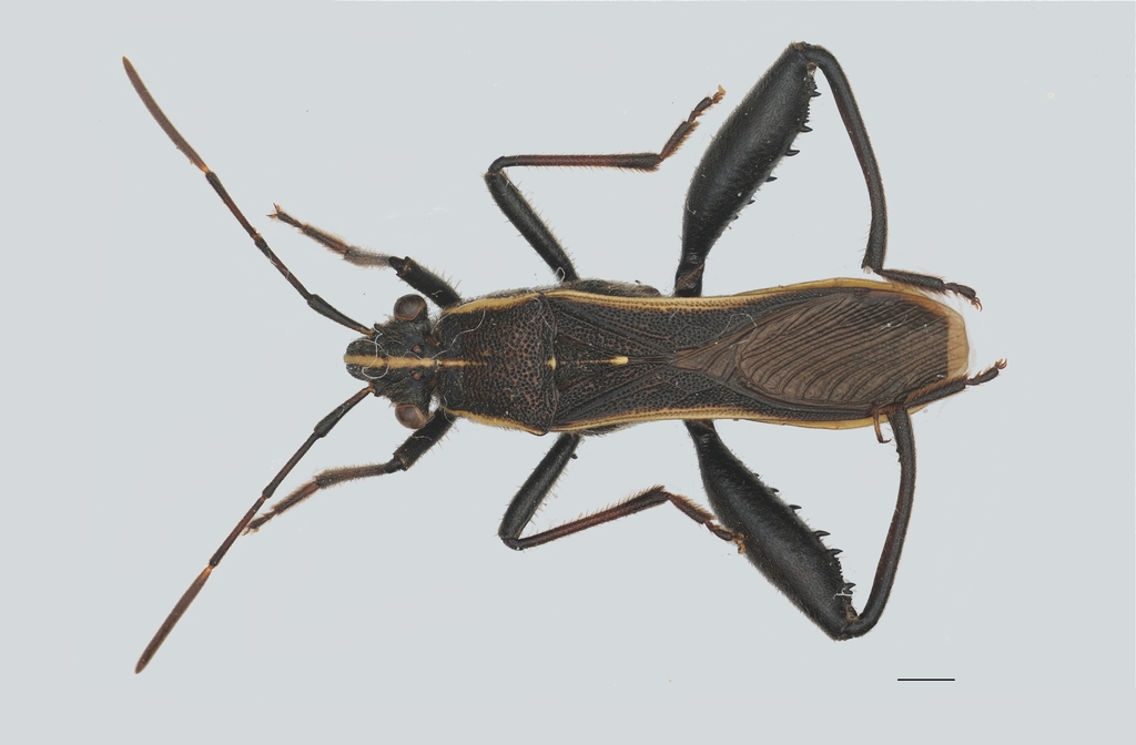 Camptopus tragacanthae