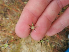 Juncus bufonius