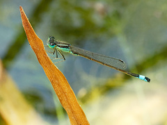 Ischnura graellsii